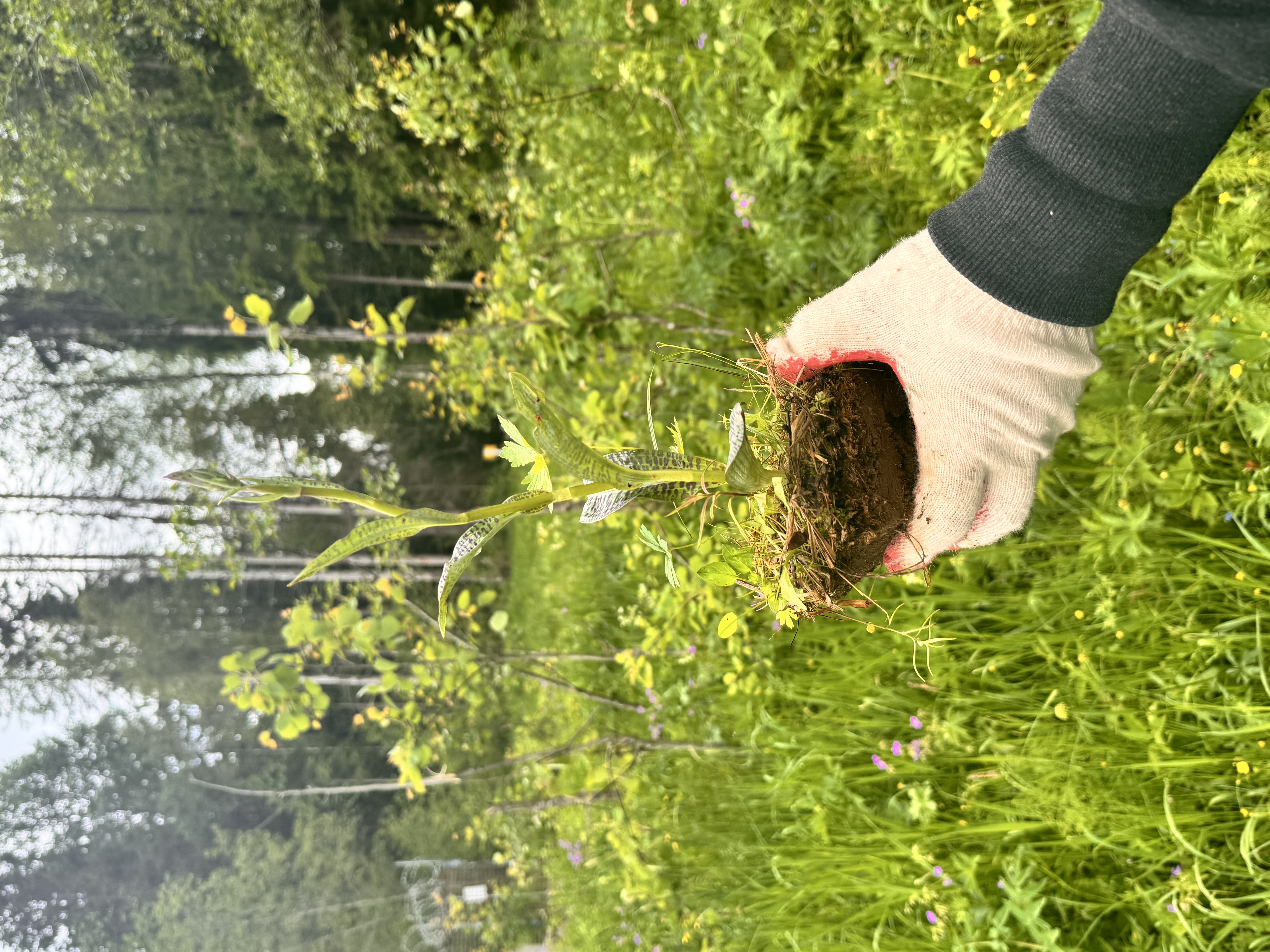 Пересадка редких растений в Ярославской области: «Транснефть - Балтика» заботится об экологии