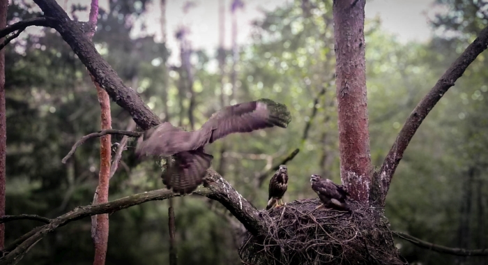 фото: Работа над документальным фильмом «Удивительный мир хищных птиц» подходит к завершению