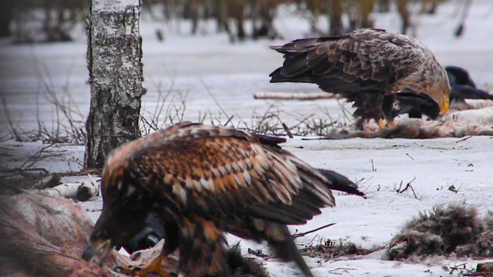 фото: Работа над документальным фильмом «Удивительный мир хищных птиц» подходит к завершению