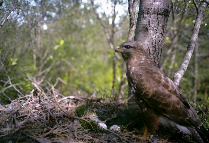 фото: Работа над документальным фильмом «Удивительный мир хищных птиц» подходит к завершению