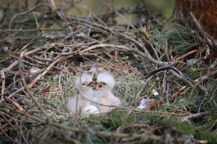 фото: Работа над документальным фильмом «Удивительный мир хищных птиц» подходит к завершению