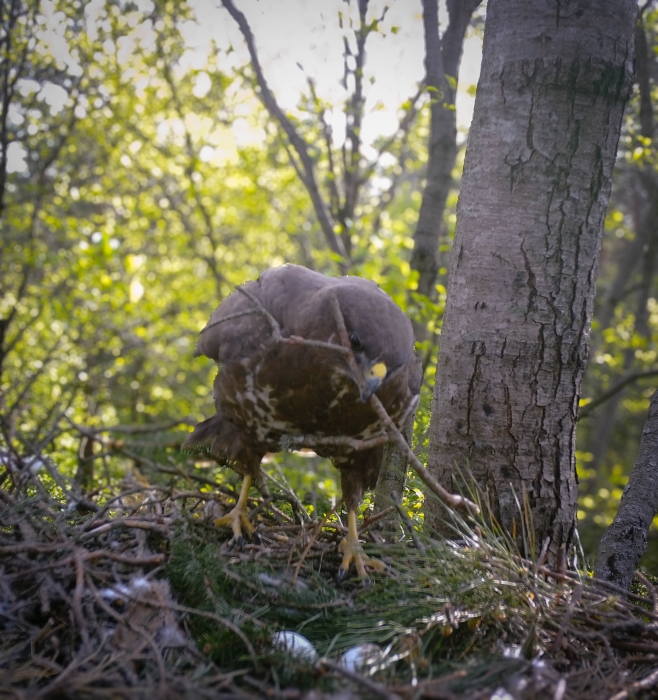 фото: Работа над документальным фильмом «Удивительный мир хищных птиц» подходит к завершению