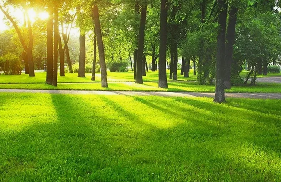 фото: Рояльные колеса на газонокосилке: что это и как выбрать идеальную модель для вашего сада?