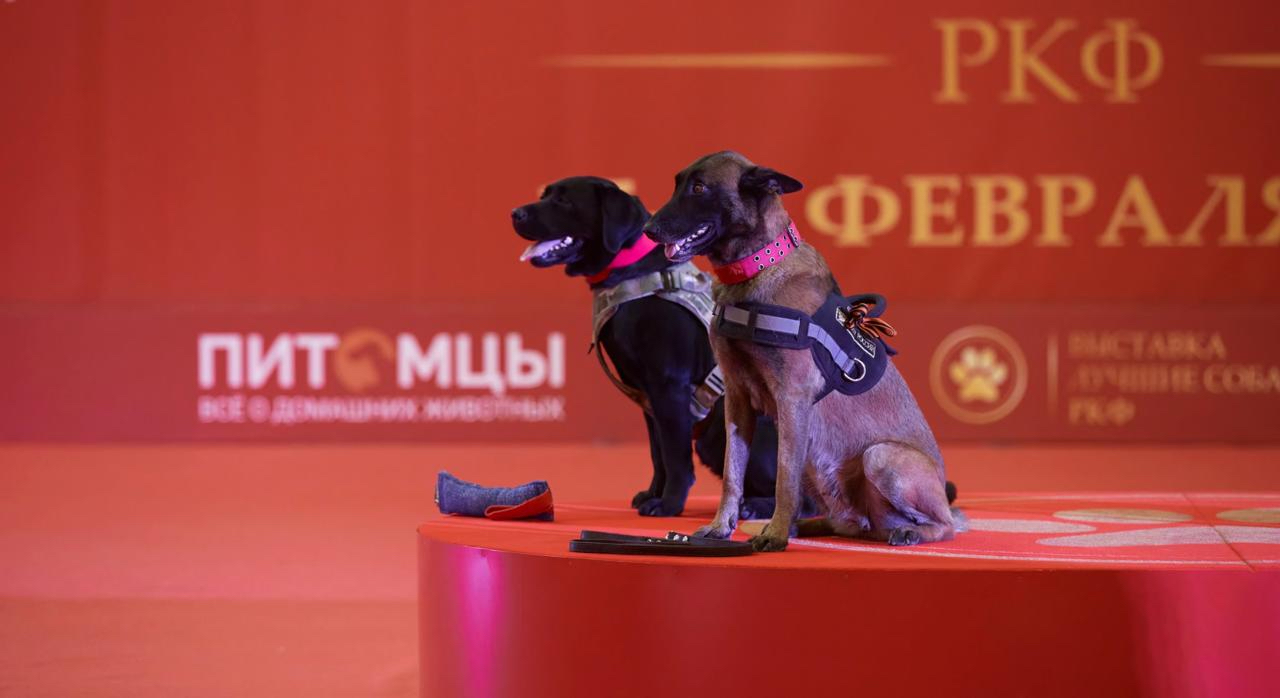 фото: В Москве наградят лучших собак и кошек страны: главная выставка сезона пройдет в Гостином дворе