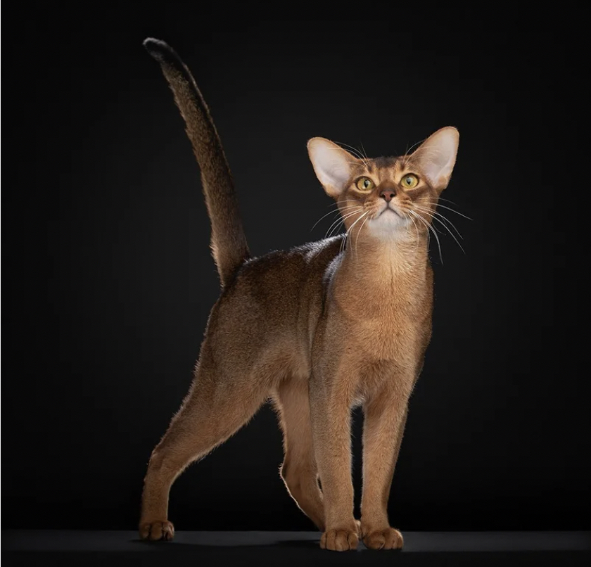 фото: В Москве наградят лучших собак и кошек страны: главная выставка сезона пройдет в Гостином дворе