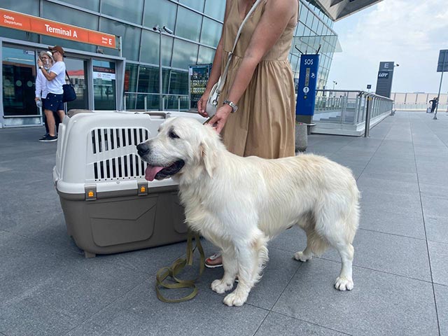 фото: Delivery Animal – лучший сервис международной перевозки животных