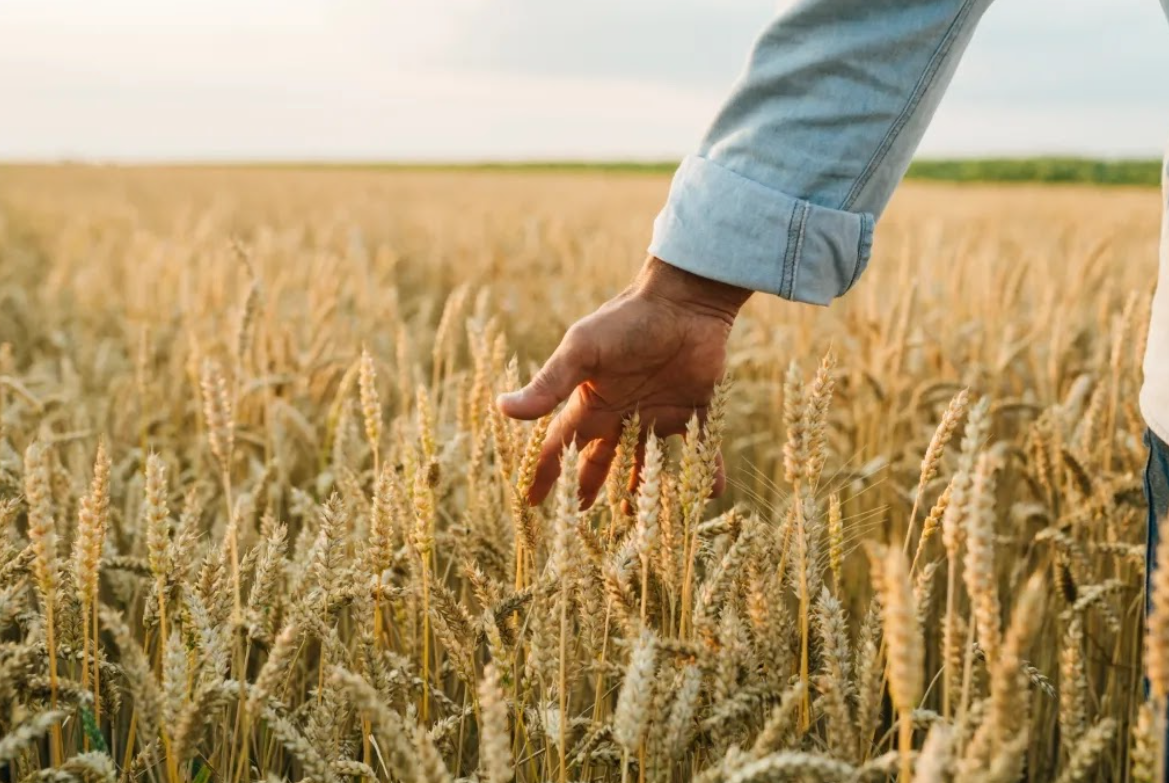 Органические удобр