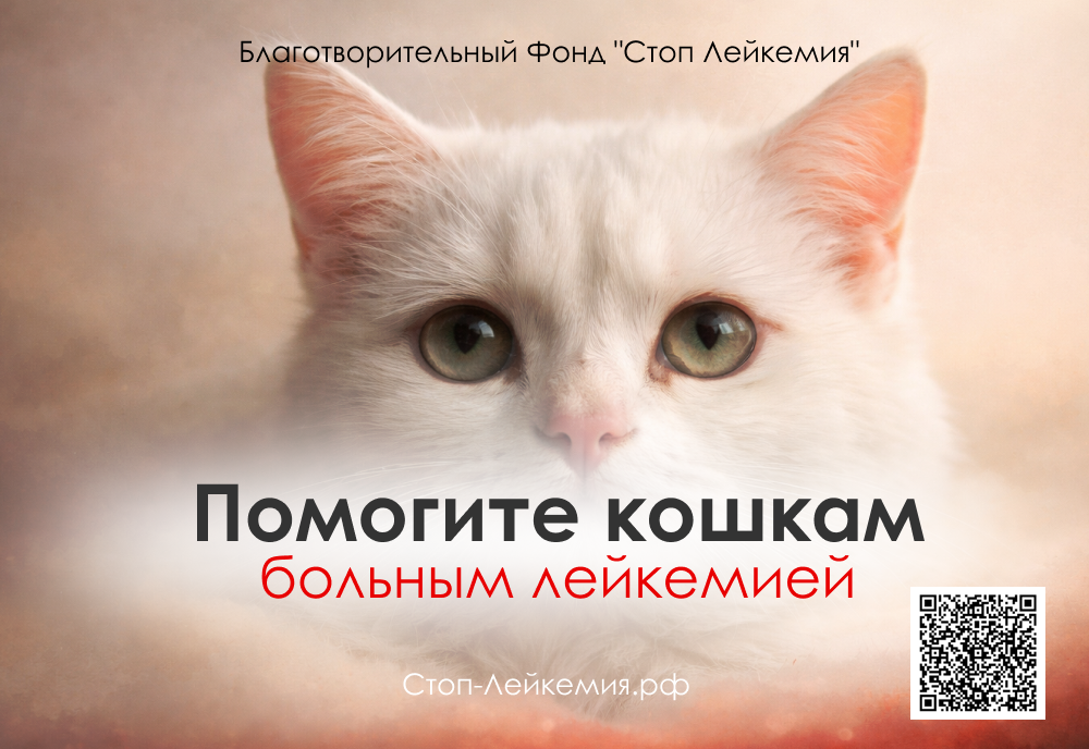 Благотворительный фонд стоп лейкемия кошек. Лейкемия не приговор ! фото: Благотворительный фонд стоп лейкемия кошек. Лейкемия не приговор !