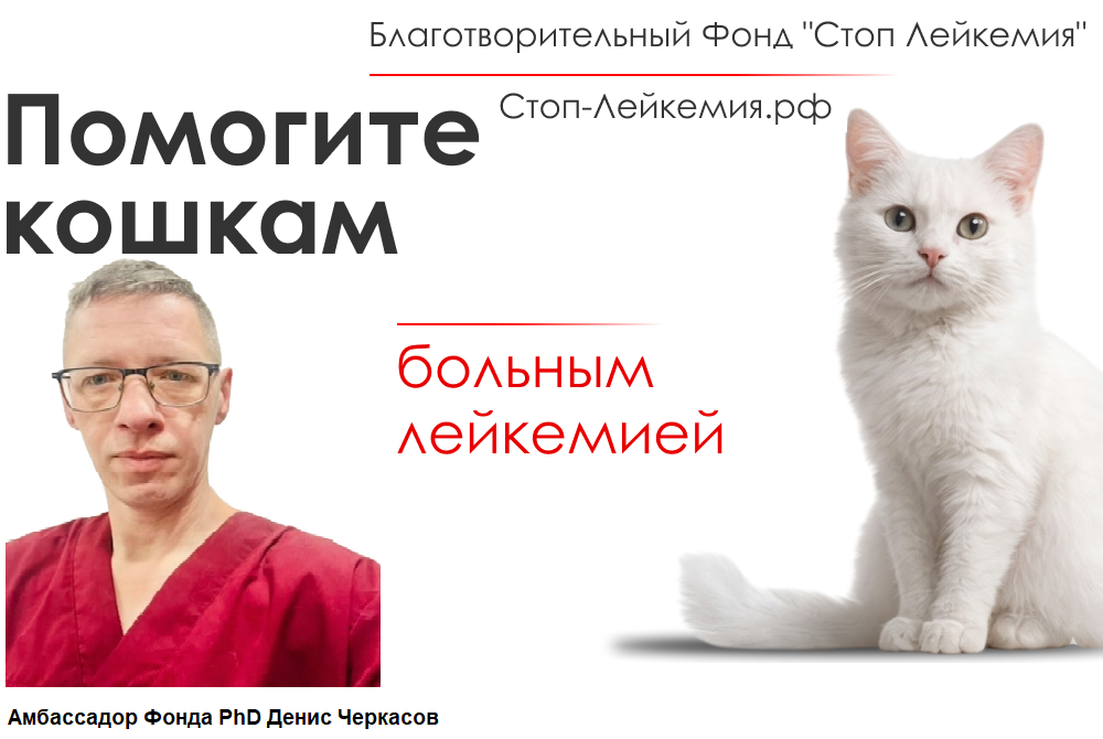 Благотворительный фонд стоп лейкемия кошек. Лейкемия не приговор ! фото: Благотворительный фонд стоп лейкемия кошек. Лейкемия не приговор !