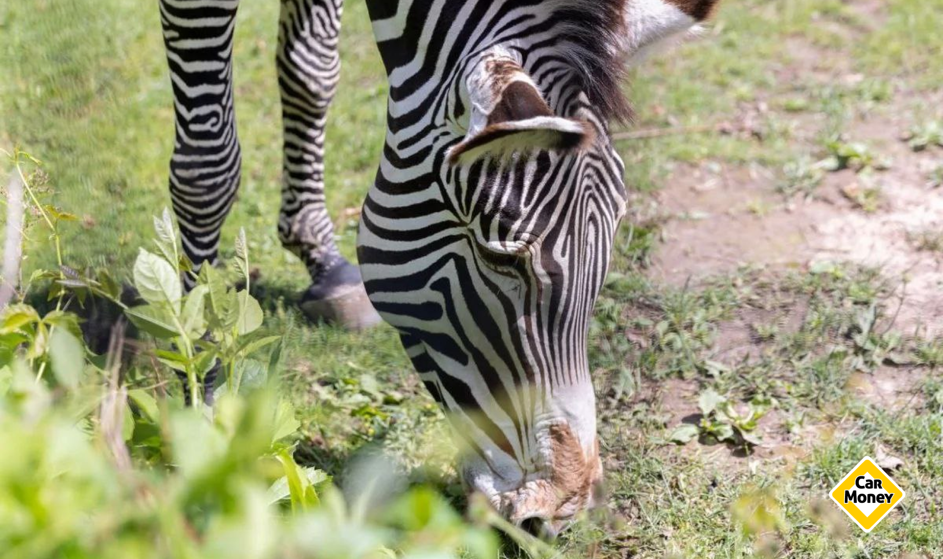 фото: Зебра Мия из Московского зоопарка под опекой ПАО «СТГ»