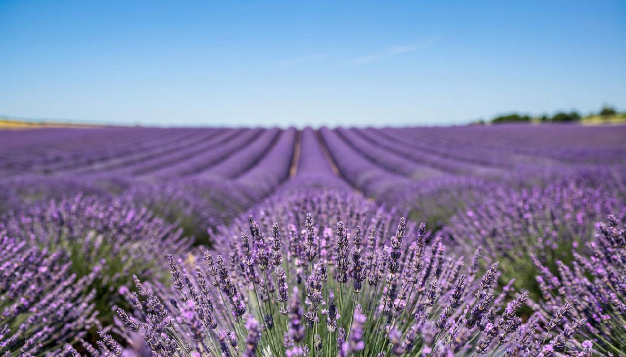 Как лаванда помогает при тревожности и депрессии: полное руководство