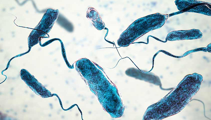 Опасные бактерии Vibrio на курортах Турции: риски и меры предосторожности