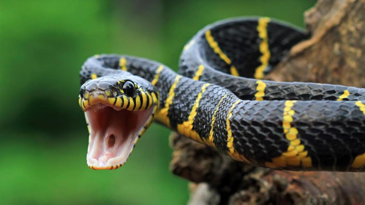 Ребенка укусила змея: экстренная помощь и важные запреты