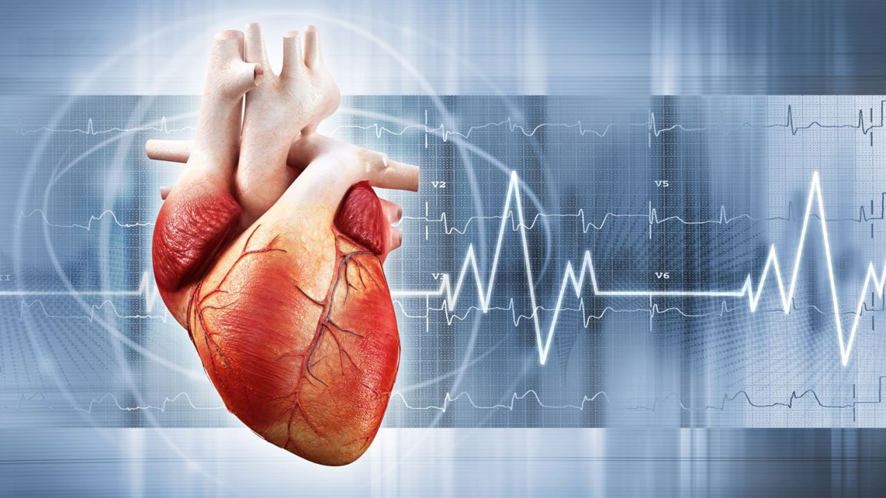 Кишечные бактерии и сердце: как микробиота влияет на сердечно-сосудистую систему