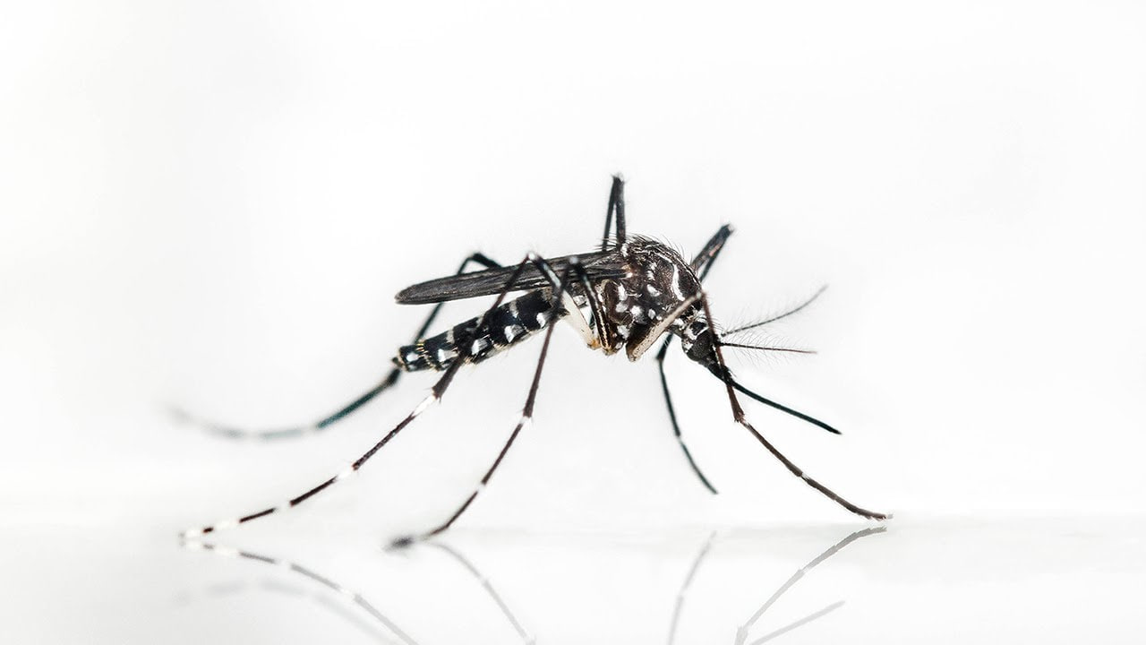 Опасные комары: что нужно знать о лихорадке чикунгунья
