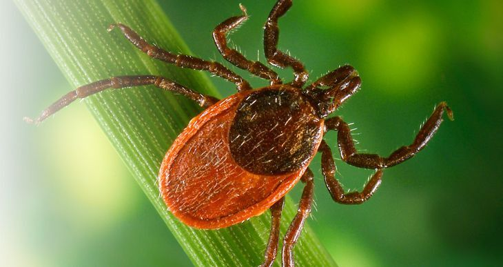 Эксперт Пироговского университета о болезни Лайма: от заражения до отдаленных последствий