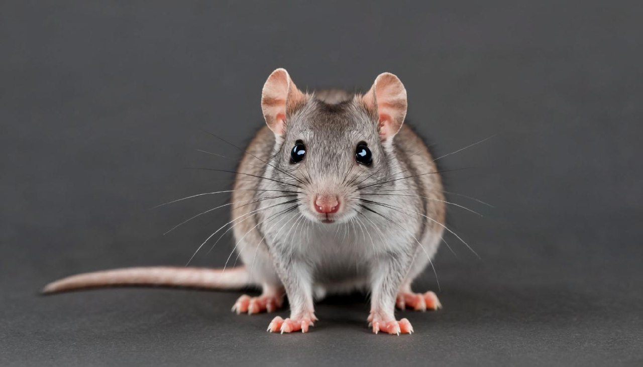 фото: «Мышиная лихорадка» и другие болезни от грызунов