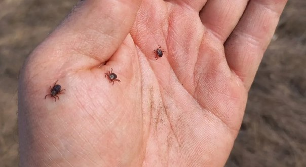 фото: Анаплазмоз: скрытая инфекция после укуса клеща, которую важно не пропустить