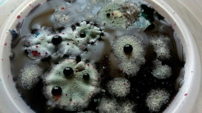 фото: Чёрная, белая, зелёная: почему плесень опасна для человека?