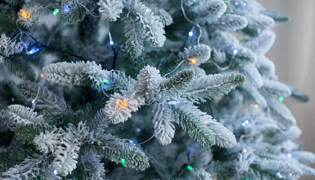 фото: Оставить нельзя выбросить: когда пора избавляться от живой новогодней елки. Советы эксперта Пироговского Университета