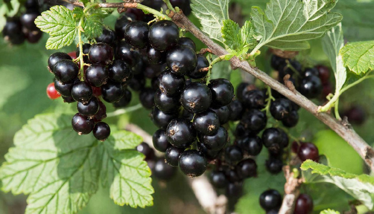 фото: "Природный щит": эксперт из Пироговского Университета раскрыл всю пользу черной смородины