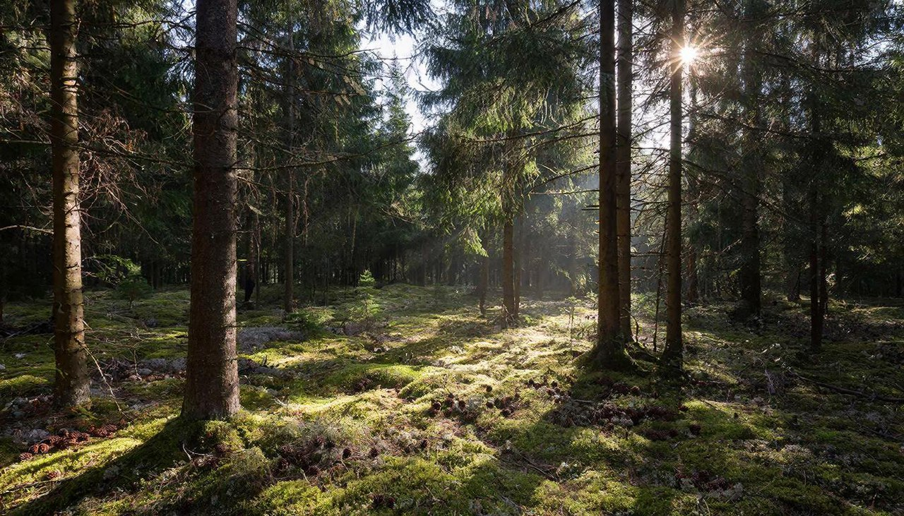 фото: Пинен против стресса: эксперт Пироговского Университета — о научных механизмах пользы хвойного леса