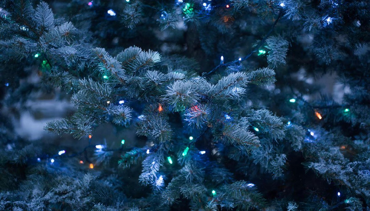 фото: Не только пыльца: эксперт Пироговского Университета — о том, как смолы, плесень и пыль с ели провоцируют аллергию