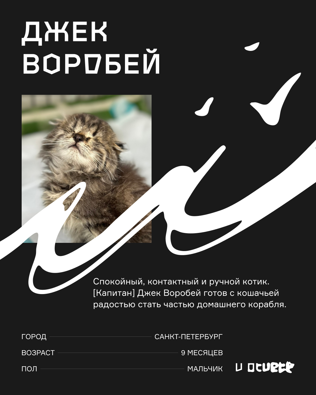 фото: Бездомным животным придумали персональную айдентику: Otvetdesign и Teddy Food запустили благотворительный проект 